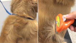 furminator de shedding tool for dogs  video of how it works on your pet [upl. by Lletnahc937]