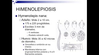 Himenolepiasis  Catedra Parasitología EJMV UCV [upl. by Som612]