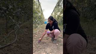 Saffron plantation in Kashmir puthettutravelvlog jelajaratheesh saffron kashmir india travel [upl. by Maxentia]