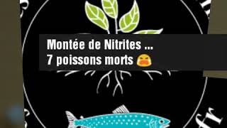 Montée de Nitrites 😭 7 poissons morts  Ferme pédagogique Aquaponique [upl. by Nod401]