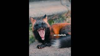 autistic little fox underestimates the terror of humankind foxkin nonhuman [upl. by Aramaj]