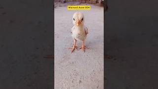 Baby chick call to mama papa rooster chickchirping shortsfeeds mianwaliaseel shortsvideo [upl. by Pammy447]