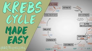 KREBS CYCLE MADE EASY  Krebs cycle Simple Animation Carbohydrate Metabolism Lesson [upl. by Hamaso571]