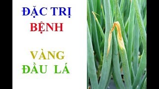 Cách Trị Bệnh Vàng Lá Trên Cây Hành [upl. by Pickford]