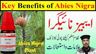 Abies Nigra Homeopathic Medicine  Gas  Stomach pain  Indigestion  How to use  Symptoms [upl. by Powel]