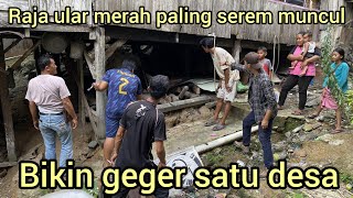 PENANGKAP4N BIKIN NYAW4 BISA HIL4NG GEGER ULAR MERAH PALING BERBISA MUNCUL DI BAWAH RUMAH WARGA [upl. by Euginimod]