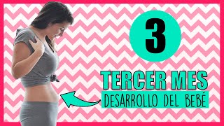 ❣️ TERCER MES de EMBARAZO como esta el BEBE 🤰 Qué se SIENTE en el vientre a los 3 meses de embarazo [upl. by Zoila]