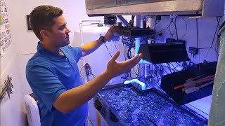 Zoanthid Care In Depth WalkThrough of Joshporksandwhich Zoas System [upl. by Oivalf]