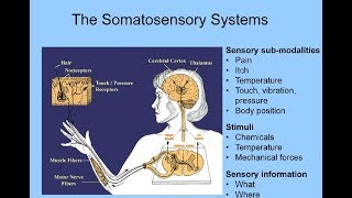 Somatosensory System [upl. by Nehtanhoj]