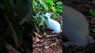 rabbits rabbitliferabbitry raisingrabbits petlovers petlover petlove youtubeshortspetshorts [upl. by Yhpos793]