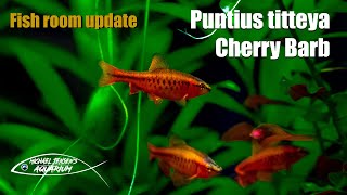 Puntius titteya  Cherry Barb  new fish moving in [upl. by Ggerc]