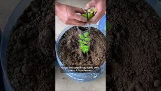 Amazing growing tomatoes from seeds and pots Stay at Home get Harvast tomatoes garden shorts [upl. by Revart]