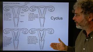 Biologie HV BB Eicellen en bevruchting [upl. by Brabazon]