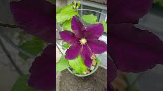 Warszawska Nike Clematis blooms [upl. by Camella690]