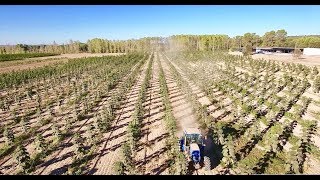 Kiri tree Paulownia plantation in Spain by WeGrow new version with tracking [upl. by Trahern]