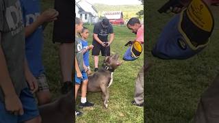 Incredible pitbull is trained to recognize weapons shorts youtubeshorts dog [upl. by Ahselet523]