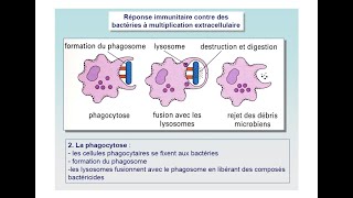 Immunité antiinfectieuse [upl. by Pepi]