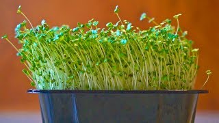 How to Grow Broccoli Microgreens [upl. by Aretha703]