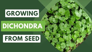 Transform Your Garden Growing Dichondra from Seed [upl. by Ghassan]