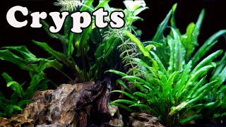 The Plant You NEED Crypt Aquarium Plant Care [upl. by Cullen]