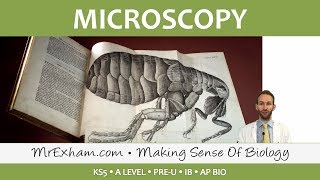 Eukaryotic Cell Structure  Microscopy  Post 16 Biology A Level PreU IB AP Bio [upl. by Bartram]