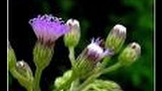 Vernonia cinereaMonarakudumbiyaironweed [upl. by Eimmat]