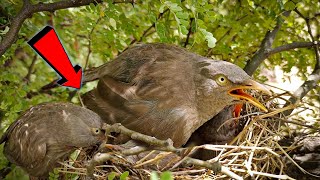 Jungli babbler bird is doing something under the babies birdswithme107 [upl. by Htebsle918]