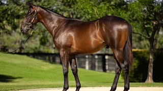 North Pacific x Maternal Gift colt from Inglis Classic Sale [upl. by Jepum]