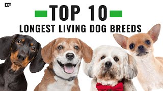 Top 10 Longest Living Dog Breeds [upl. by Anolla]