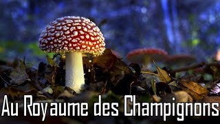 Au royaume des champignons [upl. by Pillyhp]