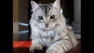 The Best Most Unusual Exotic Cat Breeds [upl. by Idelia]