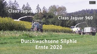 Ernte der Durchwachsenen Silphie  Claas Jaguar 960 und 830  LU Bücherl SOUND [upl. by Pepito861]