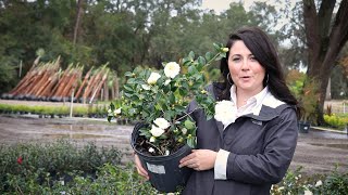 Where To Plant Dwarf Camellias [upl. by Wilda820]