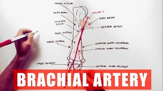 Brachial Artery and its branches  Anatomy Tutorial [upl. by Odlawso]