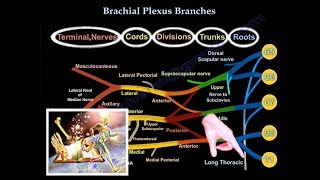 Brachial Plexus Branches  Everything You Need To Know  Dr Nabil Ebraheim [upl. by Jegar473]