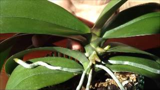 Identifying a Bloom Spike on a Phalaenopsis Orchid  From rePotmecom [upl. by Akerdna]