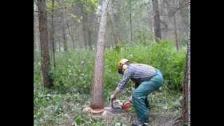 Dealing with a hungup tree when felling trees up to 380mm Part1of 2 [upl. by Enamart]