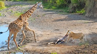 Intense Battle Between Lioness amp Giraffe Over Her Newborn Baby [upl. by Nickolaus600]