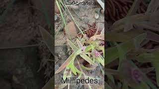 Millipedes ಮಿಲಿಪೀಡೆಗಳ ಅದ್ಭುತ ಜೀವನ ಚಕ್ರ bugs chikodi millipedes unknownfacts nature [upl. by Lectra229]