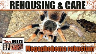 Megophobema robustum quotColombian Giant Redlegquot Rehouse and Care Notes [upl. by Atterbury575]