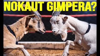 Co za NOKAUT Gimper vs Gonciarz Fame MMA 22 Ultimate PGE NOKAUT GIMPERA URYWKI [upl. by Harness]