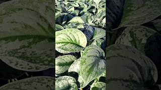 Satin pothos silver pothos silver vine [upl. by Rosario]