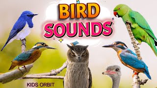 Bird Sounds and Names  Birds Chirping  Birds Sounds Compilation  Learn Bird Names [upl. by Sihtnyc]