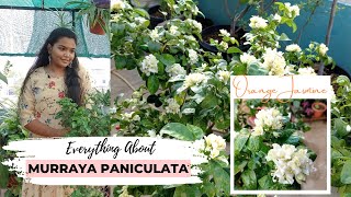 Murraya Paniculata Plant Care  Beautiful White Flowers For Your Garden  Chennai Garden amp Decor [upl. by Eidorb]