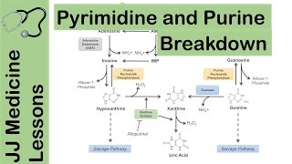 Purine and Pyrimidine Catabolism Pathway  Nucleotide Breakdown  Biochemistry Lesson [upl. by Ttenaej167]