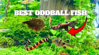 Top 5 best oddball fish for your aquarium [upl. by Terrence515]