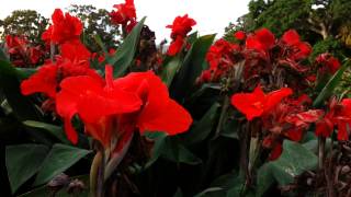 Canna plant Red flowers  canna lily HD 04 [upl. by Yule]