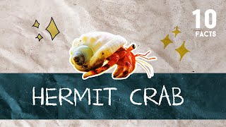 10 Facts About Hermit Crab [upl. by Pinsky]