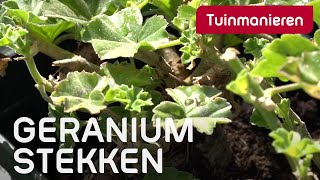 Hoe stek je de geranium [upl. by Kore]