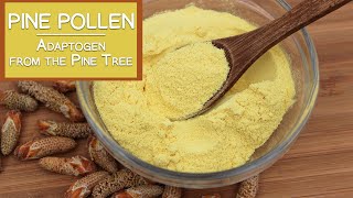 Pine Pollen The Nutritious Adaptogen from the Pine Tree [upl. by Yenffit]